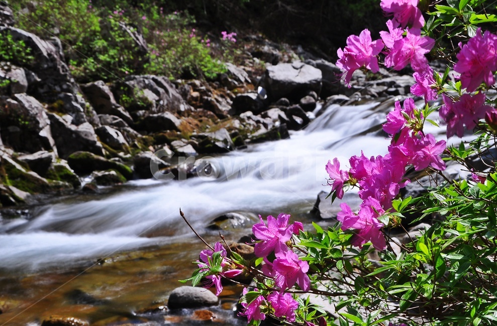 전북,남원,지리산,수달래,계곡,봄,nature,자연,water,물,outdoors,옥외,plant,식물,뱀사골,풍경,식물,자연,plants,nature,꽃,flower
