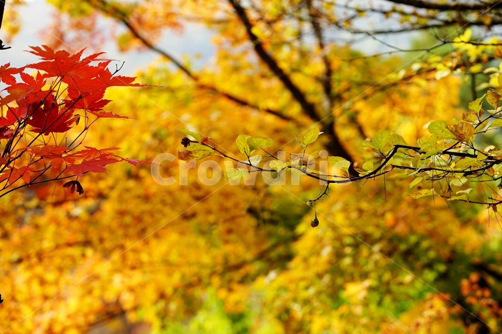단풍잎,단풍나무,단풍,가을단풍,가을,가을,계절,fall,autumn,season,식물,자연,plants,nature