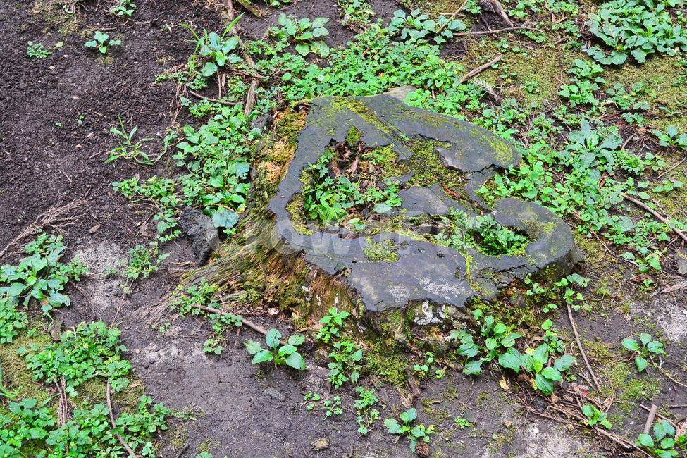 나무,밑동,이끼,자연,식물,식물,자연,plants,nature