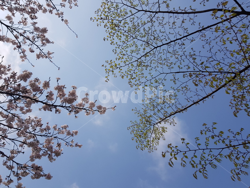 plant,tree,식물,나무,하늘,식물,자연,plants,nature,나무,trees,wood