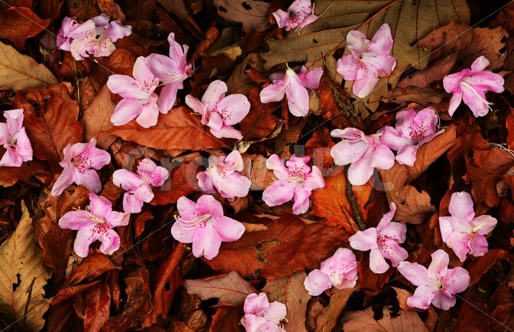 꽃,낙화,꽃잎,감성,느낌,철쭉꽃,이별,순환,자연이미지,낙엽,애절함,자연,패턴,텍스춰,바탕,배경,백그라운드,시안,오브젝트,디자인,디자이너,카다로그,브로셔,뉴스레터,모바일,콘텐츠,마케팅,쓸쓸함,의미,늦봄,갈색,분홍,핑크,세피아,브라운,칼라풀,colorful,flowers,natural,네추럴,한국적,식물,출판,편집,색감,식물,자연,plants,nature,꽃,flower,감성,sensible,feeling