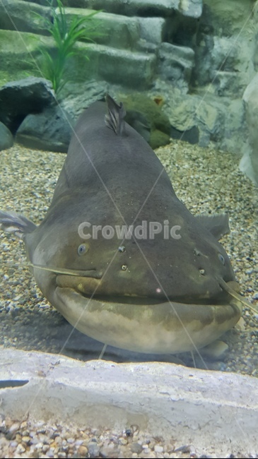 메기,민물,민물고기,낚시,큰고기,동물,animal,어류,물고기,fish