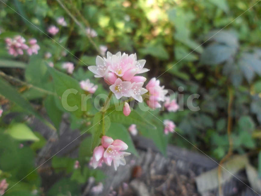 꽃,작은것,분홍,수줍음,당당,식물,자연,plants,nature,꽃,flower