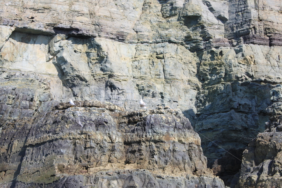 바다,갈매기,갯바위,거제도,해금강,islet,sea,seagull,자연,풍경,nature,landscape,outdoors,옥외,cliff,낭떠러지