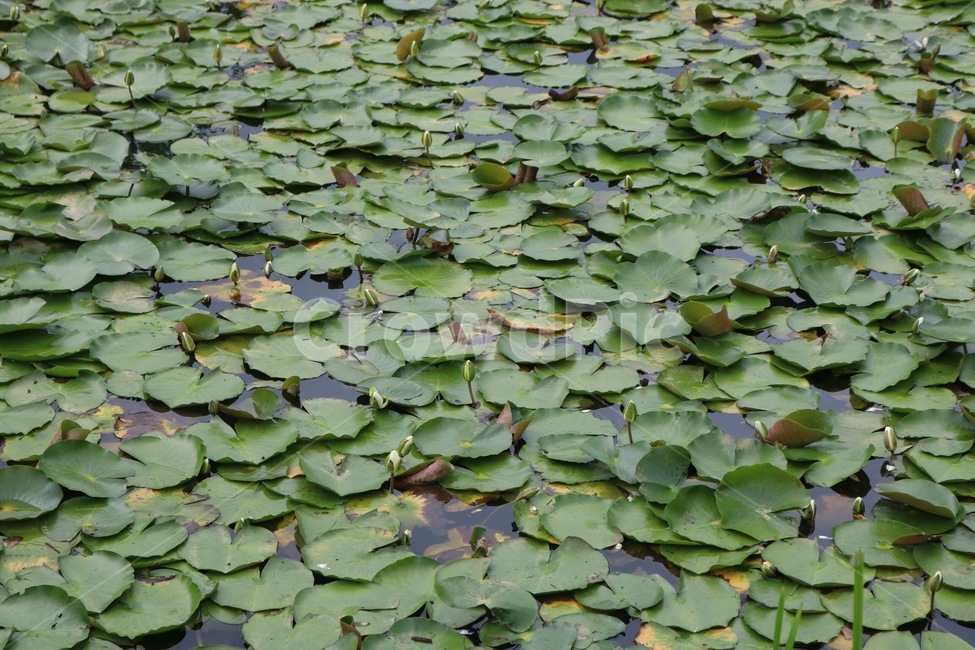 연잎,식물,자연,물,초록,lotusleaf,kayou,plants,shokubutsu,nature,water,mizu,green,midori,식물,자연,plants,nature
