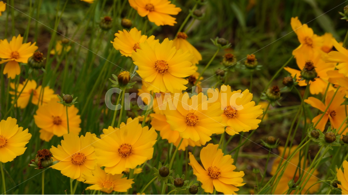 금계국,금계국꽃,꽃,꽃사진,식물,식물,자연,plants,nature,꽃,flower