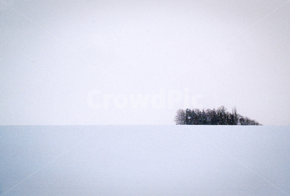 필름,filmphoto,눈,겨울,나무,외로이,비에이,snow,biei,tree,함박눈,눈내리는,감성,풍경,landmark,landscape,겨울,계절,winter,season,자연,풍경,nature,landscape,outdoors,옥외
