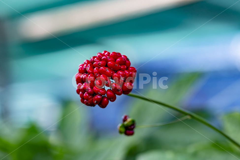 인삼열매,인삼꽃,약초,건강기능식품,사포닌,장수,보약,진생베리,적심