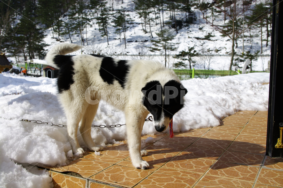개,동물,설경,겨울,강아지,겨울,계절,winter,season,동물,animal,포유류,mammal,개,강아지,dog,doggy