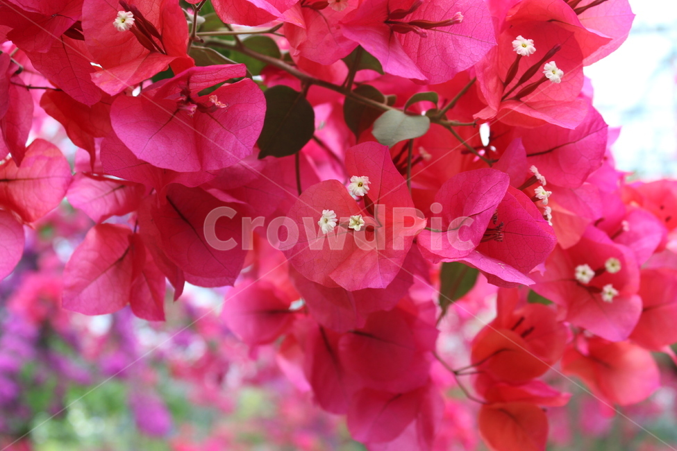 부겐빌리아,핑크,bougainvillea,분홍,식물,꽃,식물,자연,plants,nature,꽃,flower