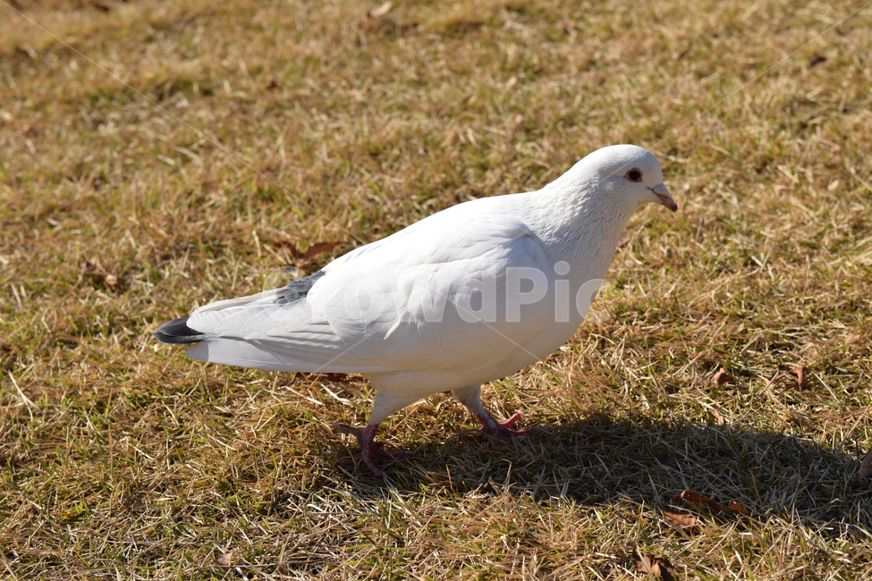 비둘기,조류,새,잔디,버드,bird,pigeon,갈색잔디,동물,animal,조류,새,birds