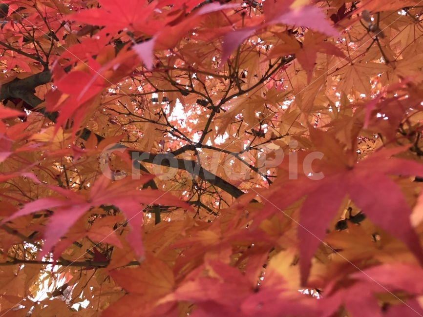 단풍,가을,나뭇잎,빨간색,낙엽,나무,자연,하늘,가을,계절,fall,autumn,season,식물,자연,plants,nature,plant,leaf,잎,tree,maple