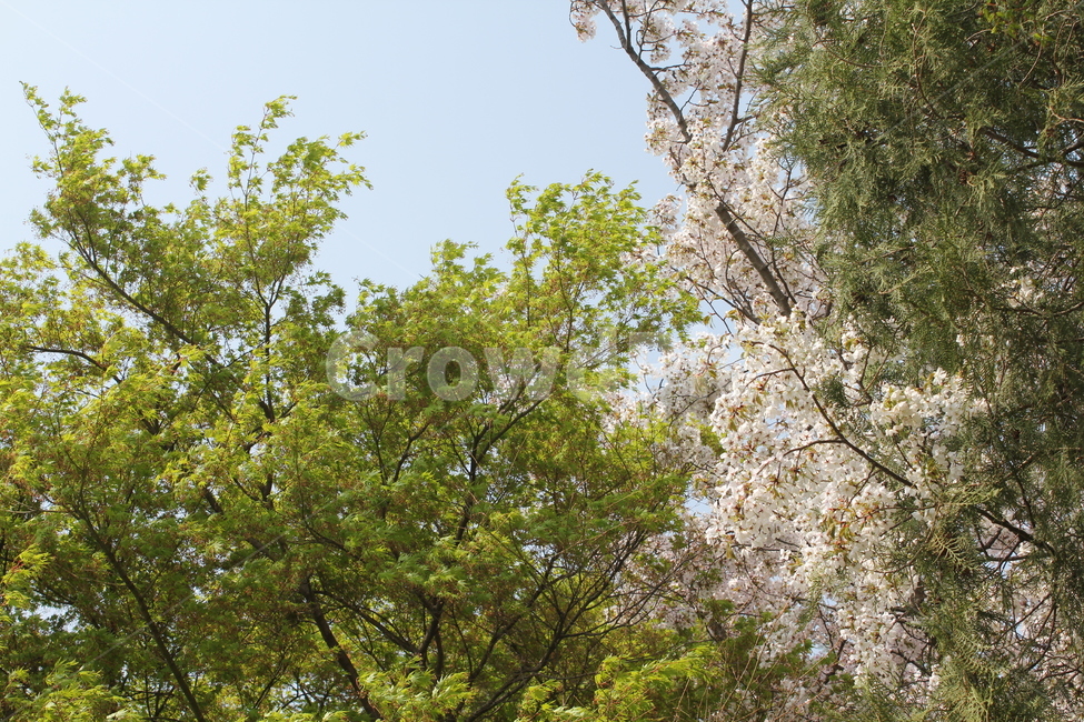 자연,식물,풍경,아름다움,경치,휴식,감성,식물,자연,plants,nature,꽃,flower