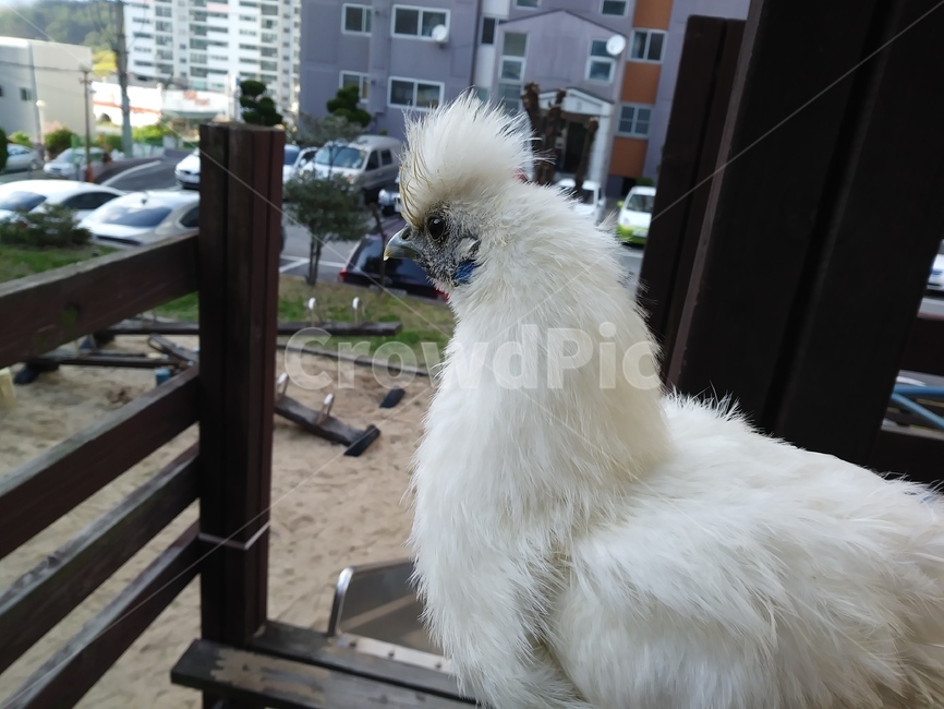 병아리,닭,백봉오골계,애완동물,반려동물,동물,animal,조류,새,birds