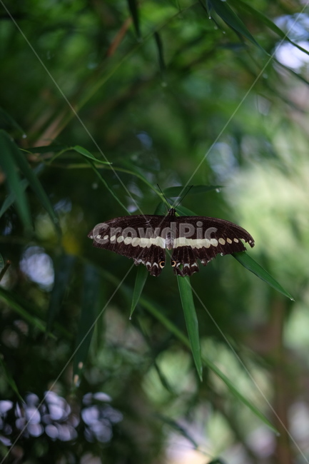 나비,자연,나무,나뭇잎,잎싸귀,녹색,곤충,벌레,insect,bug
