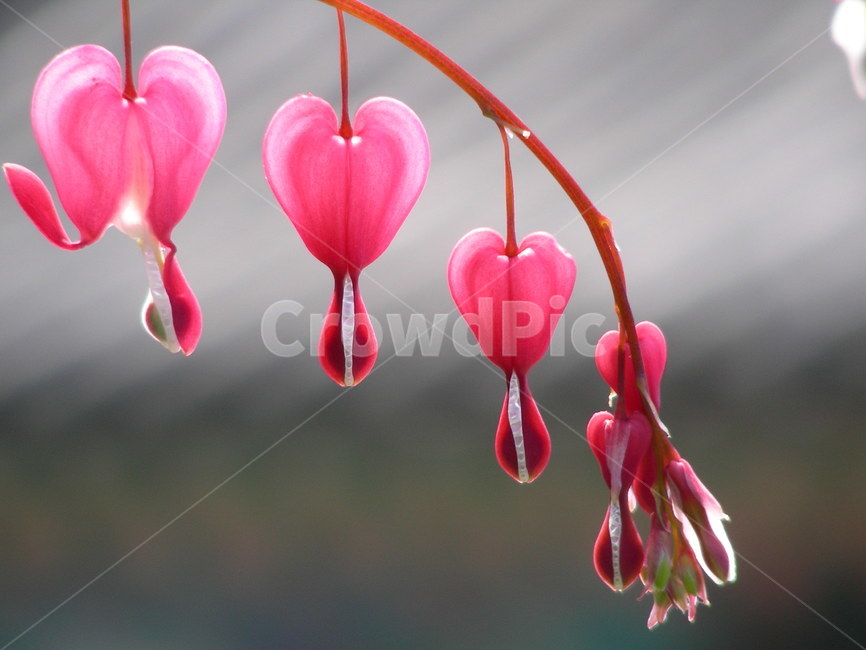 금낭화,꽃,행렬,봄,식물,형상,식물,자연,plants,nature,꽃,flower