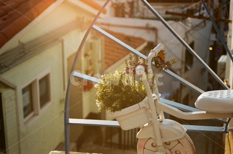 노을,이화동벽화마을,화분,골목길,햇빛,골목길,alley,식물,자연,plants,nature,꽃,flower,감성,sensible,feeling,휴식,힐링,rest,relaxation,healing,wood,나무,plywood,합판