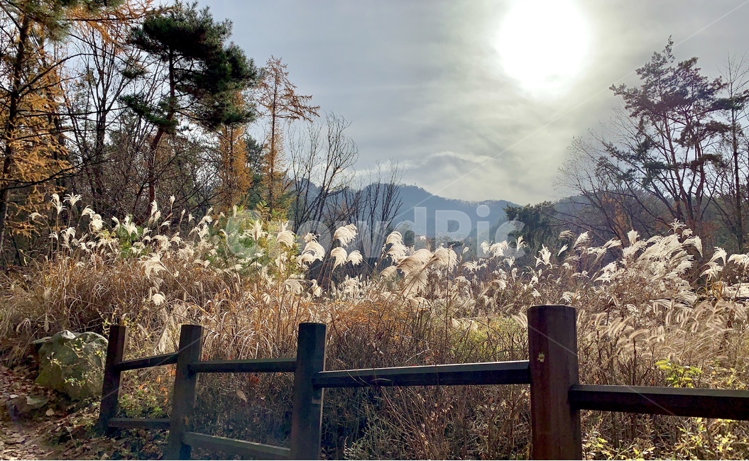 plant,식물,grass,잔디,갈대,등산,산,갈대밭,reed,억새,flamegrass,silvergrass,억새밭,갈댓잎,억샛잎,울타리,mountain,나무,숲,tree,forest,wood,woods,관악산,가을,계절,fall,autumn,season,식물,자연,plants,nature