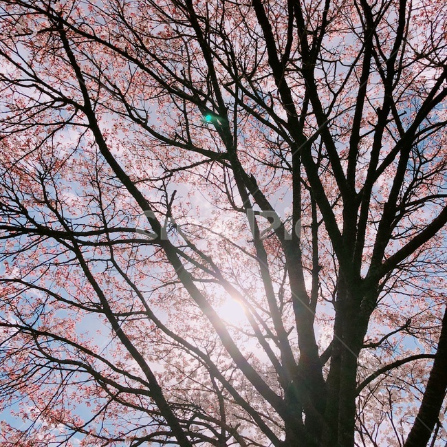 봄,꽃,식물,자연풍경,여름,벛꽃,나무,하늘,봄,계절,spring,season,식물,자연,plants,nature,꽃,flower,tree,plant,light,빛,flare,플레어,tree trunk,나무 줄기