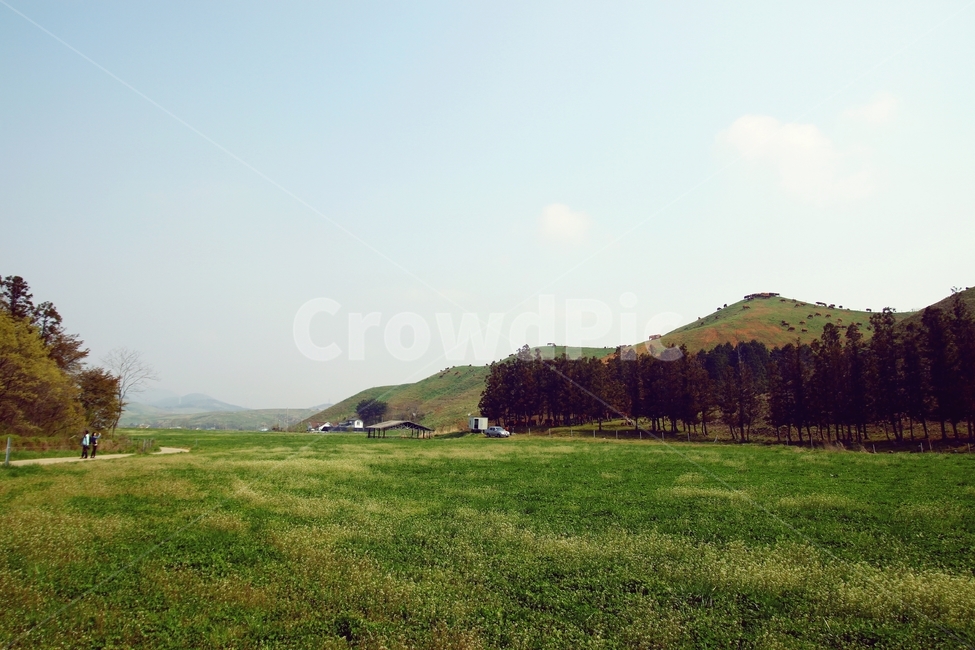 자연,평원,풀,식물,산등성,동산,나무,풍경,자연,풍경,nature,landscape,outdoors,옥외,field,들,grassland,목초지,grass,잔디,plant