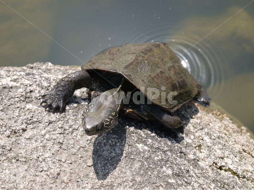 거북이,장수,동물,연못,바위,동물,animal,파충류,양서류,reptile,amphibian
