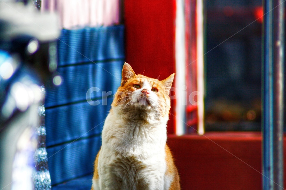 길고양이,고양이,cat,pet,animal,포유류,동물,동물,animal,포유류,mammal,고양이,cat,kitten,kitty