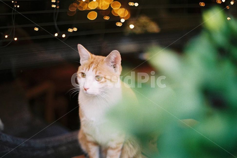 고양이,동물,cat,pet,필름,동물,animal,포유류,mammal,고양이,cat,kitten,kitty