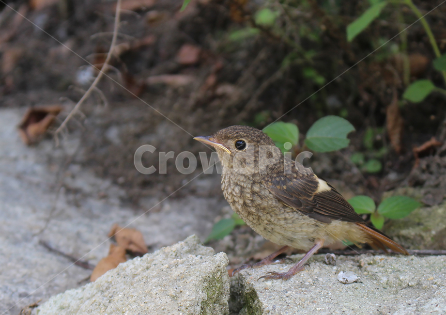 새,자연,배경,돌,클로즈업,풀,야외,동물,animal,조류,새,birds
