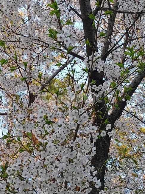벚꽃,벚꽃나무,식물,자연,봄,꽃,분홍색