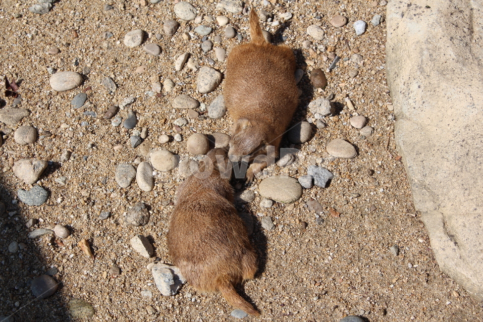 prairiedog,프레리독,동물,animal,동물원,zoo,포유류,mammal,cute,couple,설치류,동물,animal,포유류,mammal
