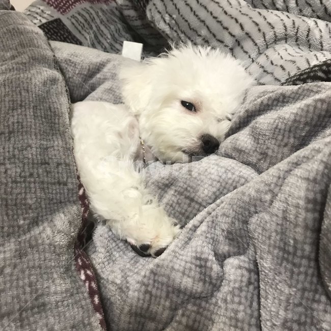 반려견,강아지,댕댕이,비숑,dog,반려동물
