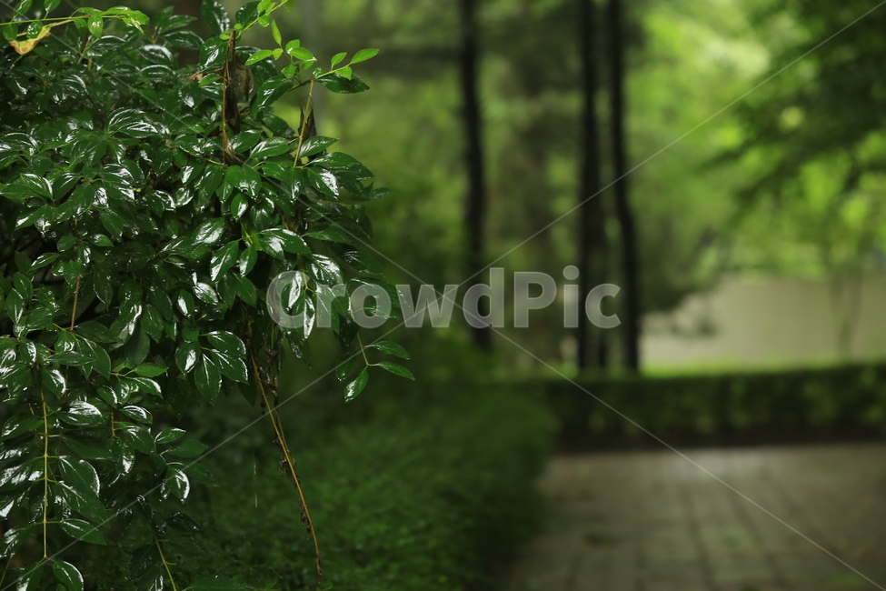비,소경,풍경,비오는날,비오는소경,rain,식물,자연,plants,nature