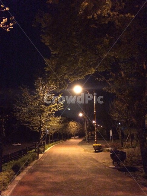가로등,공원,불빛,조명,야간,고요한,인적없는,나무,보조등,산책로