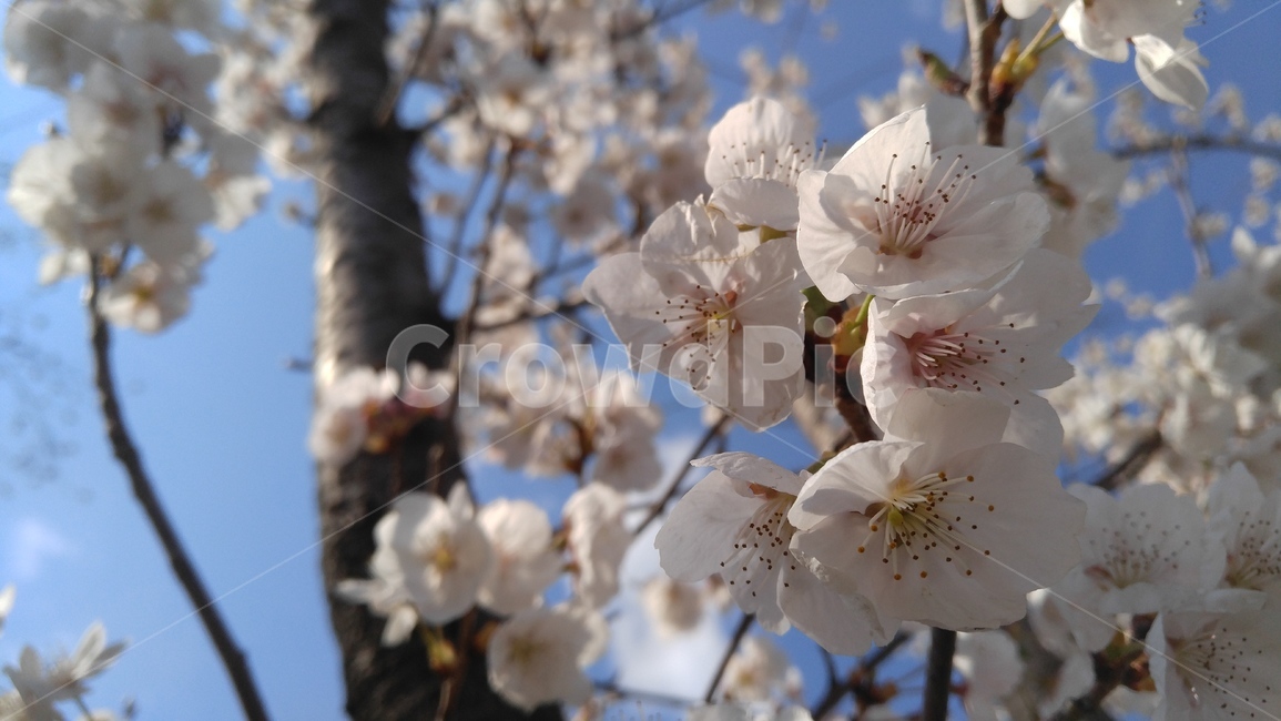 벚꽃,벚꽃나무,연분홍,연분홍꽃,흰색,꽃,나무,만개한,flower,tree,nature,bloom,pink,white,fullgrown,식물,자연,plants,nature,꽃,flower