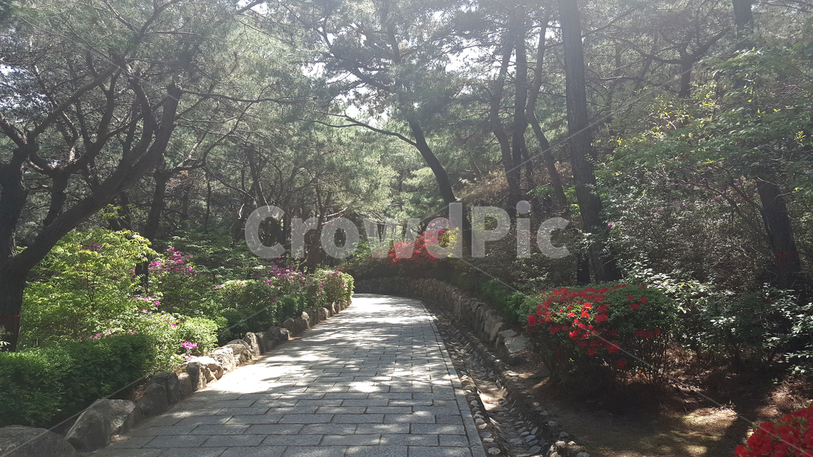 길,산책로,식물,꽃,나무,철쭉,봄