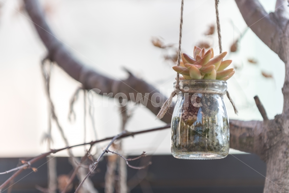 나무,유리화분,유리병,꽃나무,식물,조경,선인장,식물원,인테리어,식물,자연,plants,nature,사물,물건,오브젝트,thing,object,matter