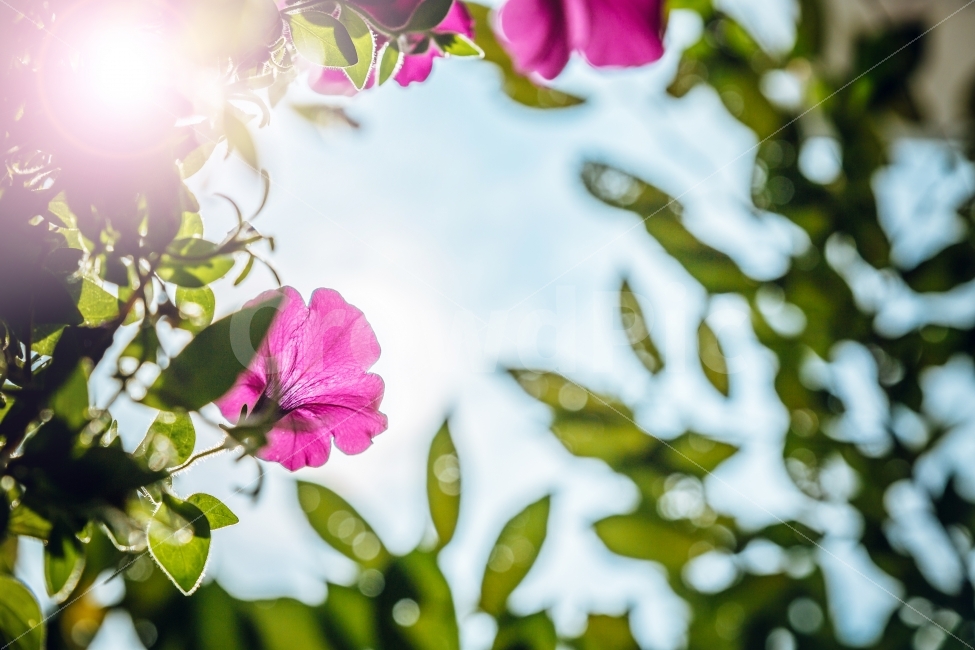 꽃,정원,꽃밭,햇빛,봄,여름,자연,화단,식물,자연,plants,nature,꽃,flower,휴식,힐링,rest,relaxation,healing