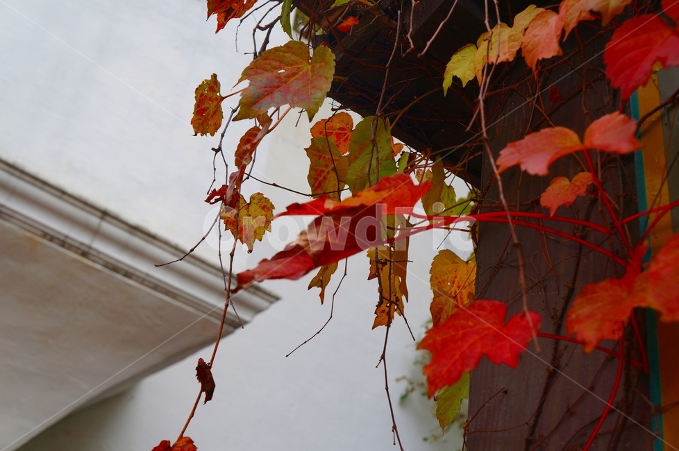 담쟁이,단풍,가을,덩굴식물,담쟁이넝쿨,만추,가을,계절,fall,autumn,season,leaf,잎,plant,식물,tree,나무,maple
