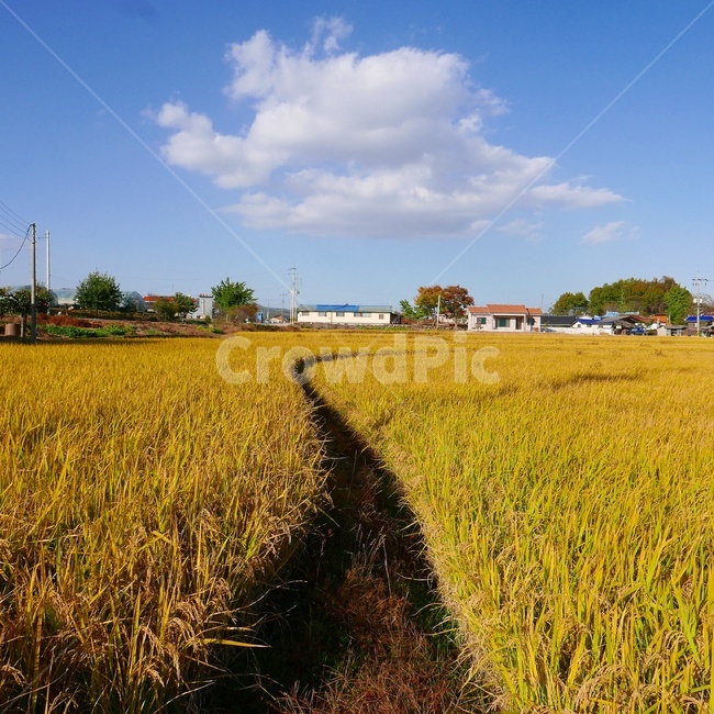 가을,하늘,가을사진,시골,시골풍경,가을풍경,가을,계절,fall,autumn,season,시골,마을,풍경,landscape,country,rural,town,nature,자연,outdoors,옥외,field,들