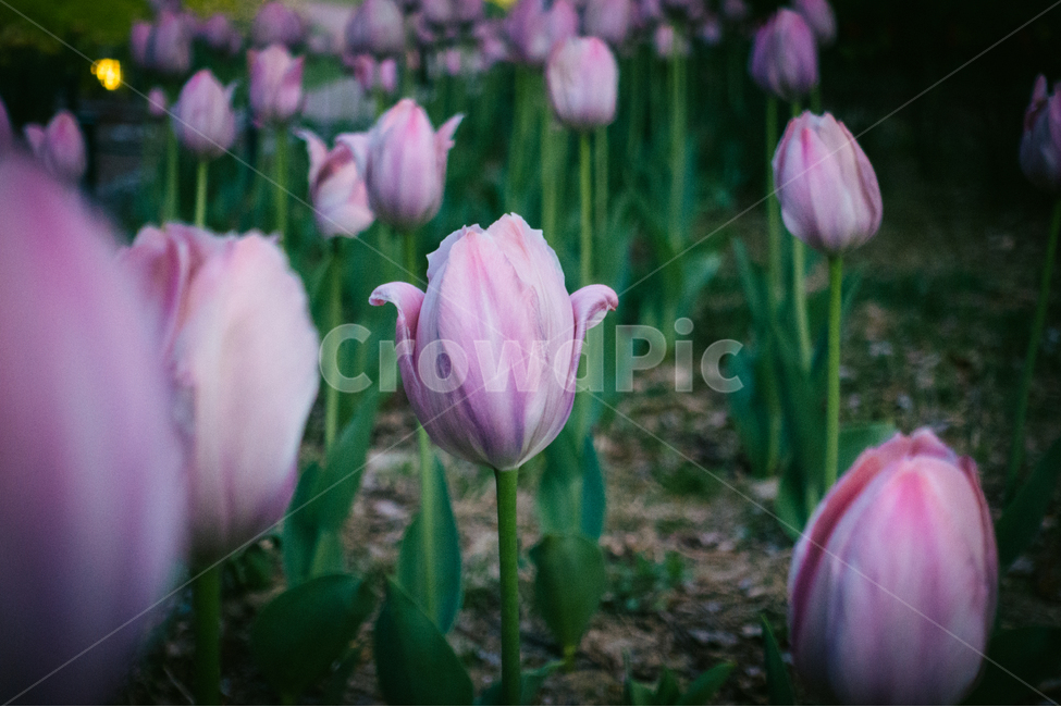 튤립,봄,꽃,4월,핑크,sprig,flowers,april,pink,봄,계절,spring,season,식물,자연,plants,nature,꽃,flower,plant,blossom