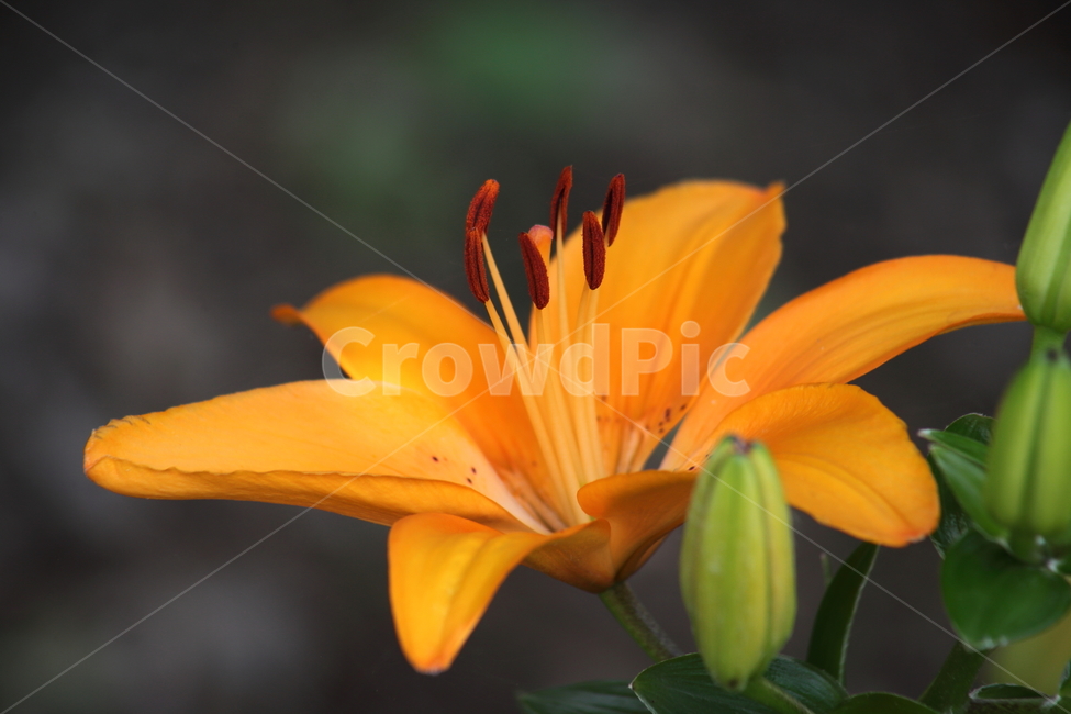 나리,노랑나리,꽃,여름,liliumspp,백합,Lily