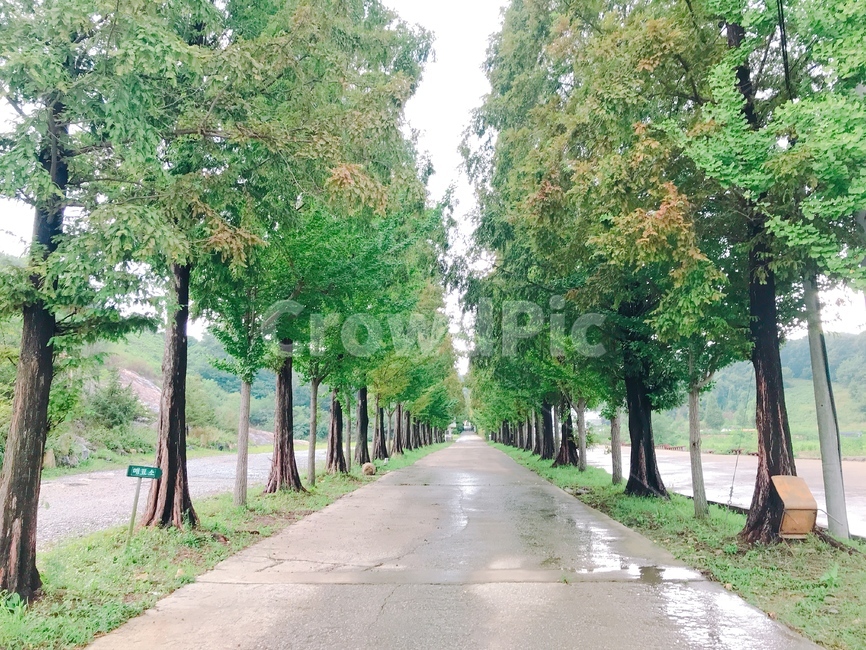 나무,초록,자연,식물,풍경,휴식,힐링,자연,풍경,nature,landscape,한국자연풍경,한국자연경관,korea nature landscape,식물,plants,나무,trees,wood,plant,tree