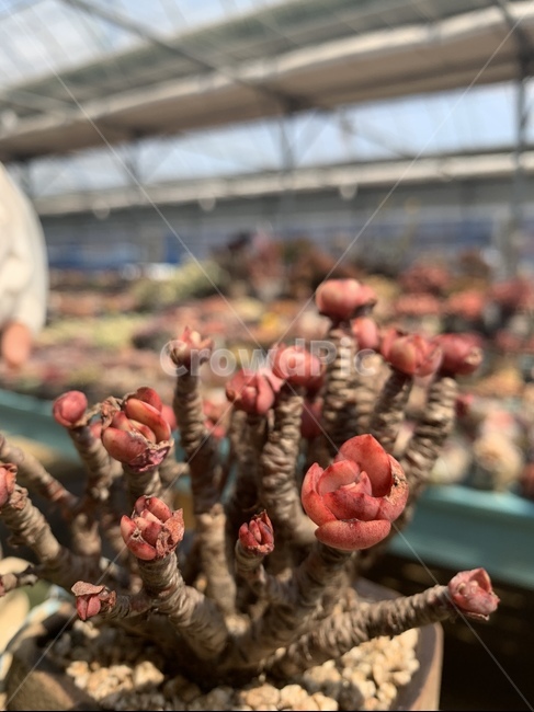 다육,식물,다육이,화분,농장,식물,자연,plants,nature