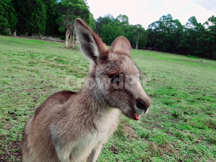wallaby,kangaroo,grass,캥거루,왈라비,초원,동물,animal,포유류,mammal,동물,animal,포유류,mammal