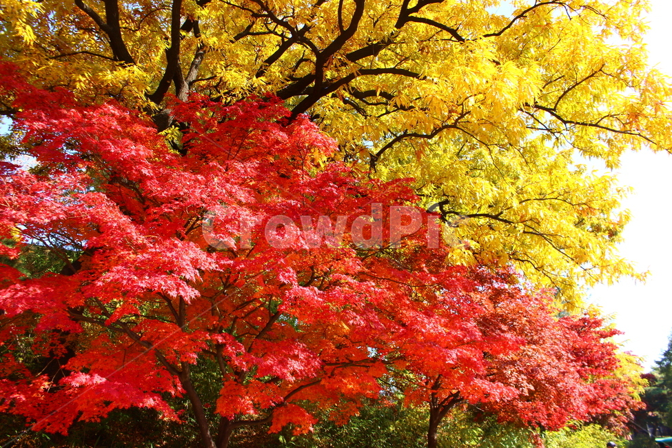 나무,단풍,가을,빨강,노랑,palmatemaple,가을,계절,fall,autumn,season,tree,plant,식물,maple,leaf,잎