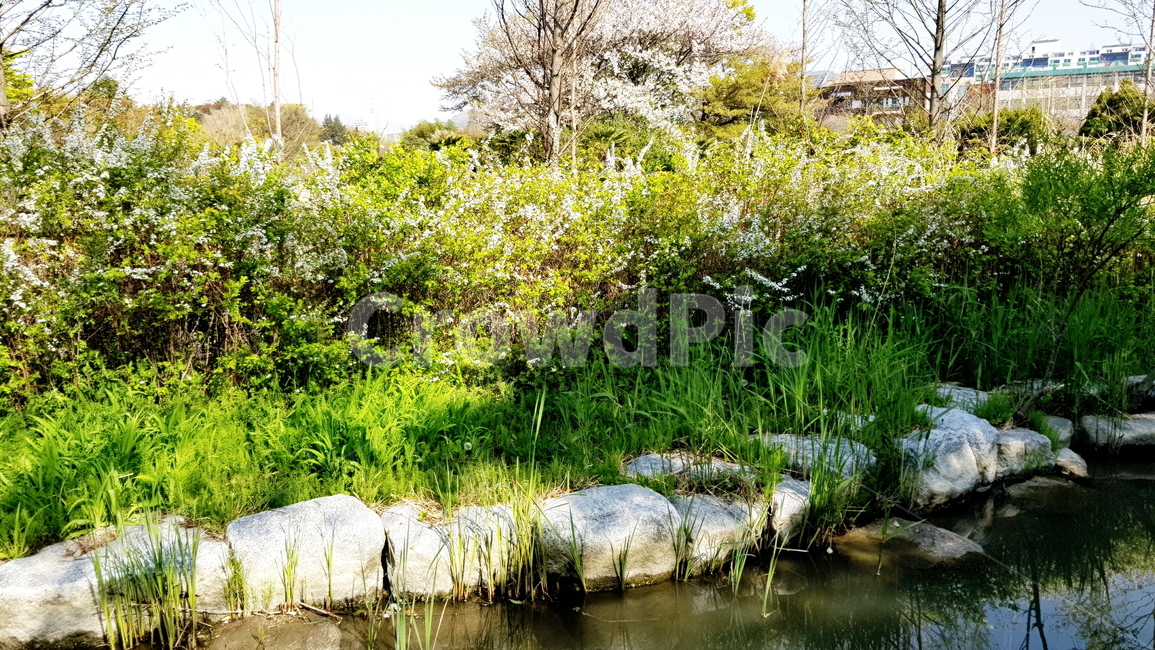 연못,정원,호수,풍경,자연,자연,풍경,nature,landscape,land,땅,outdoors,옥외,water,물