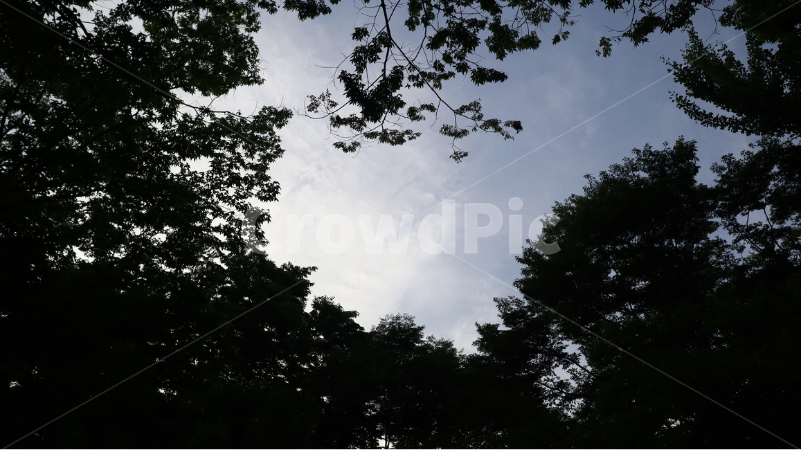 나무,tree,실루엣,식물,하늘,잎사귀