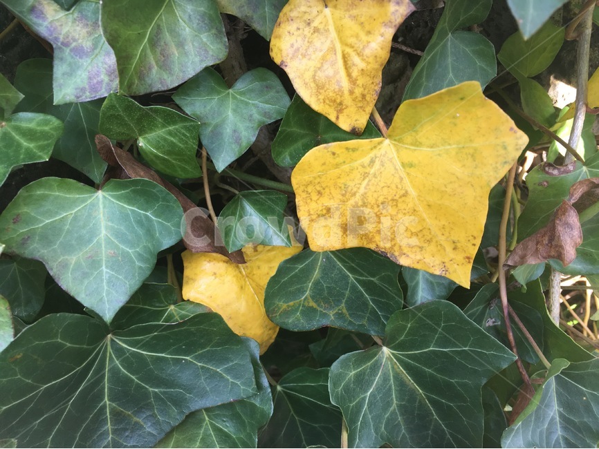 담쟁이덩굴,담쟁이,아이비,노란색,초록색,식물,잎,잎사귀,식물,자연,plants,nature