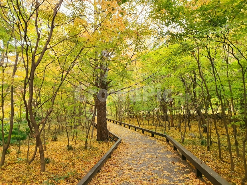가을단풍,가을,은행나무,은행잎,아름다움,가을장면,선운산단풍,나뭇잎,자연,야외,배경,가을나무,분위기,노란색,주황색,식물,녹색,아름다운