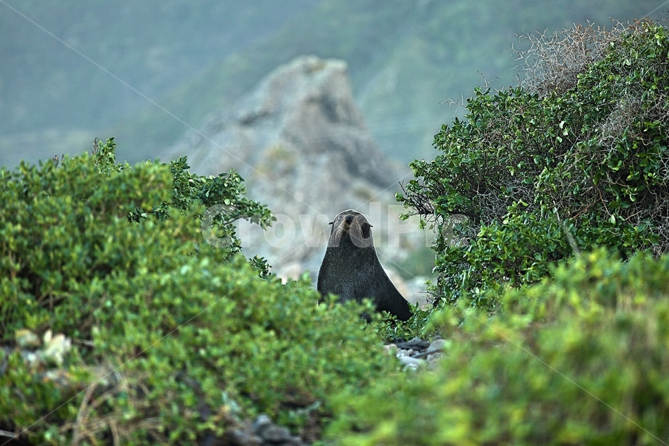 물개,바다,오션,자연,파도,동물,animal,포유류,mammal